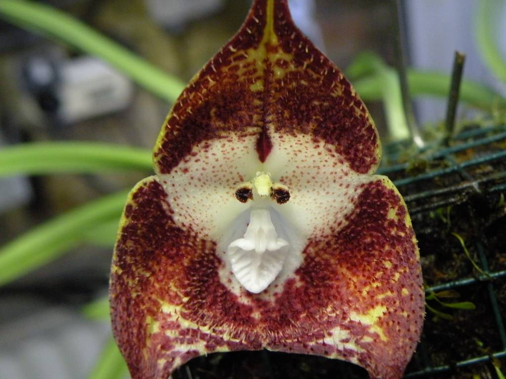 Орхидея дракула: что за растение и почему его называют обезьянья мордочка