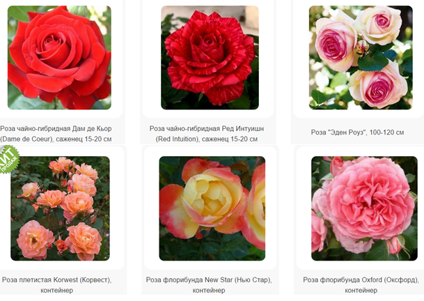 О розе абракадабра (abracadabra ): описание чайно-гибридной плетистой розы