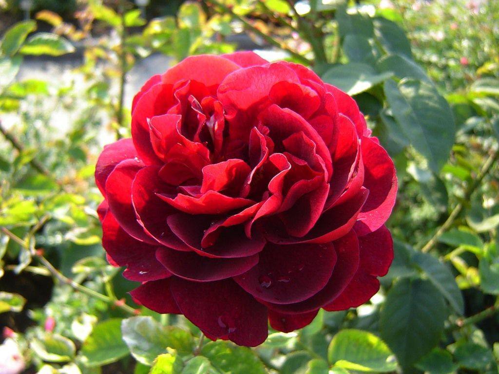 Роза эл ди брейтуэйт отзывы - о цветах