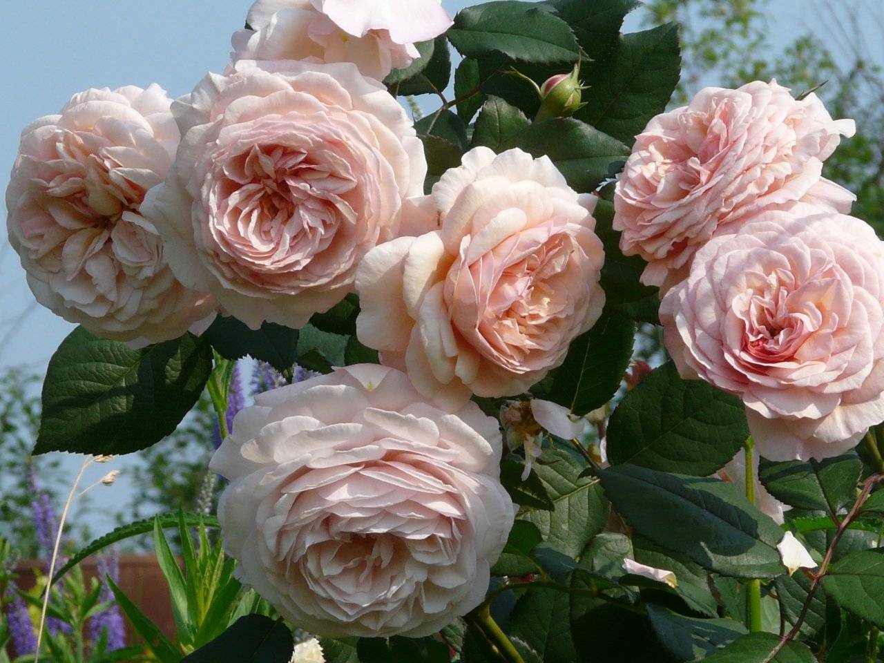 Роза чарльз остин: описание, фото, плюсы и минусы сорта charles austin, отзывы садоводов, правила выращивания