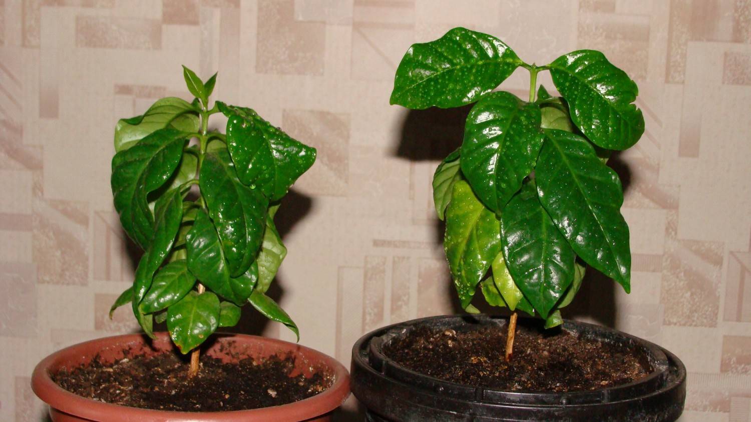 Кофейное дерево в домашних условиях: как вырастить экзотическое растение