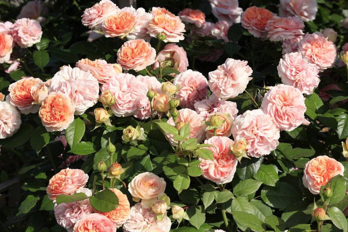 Изысканное украшение для сада: описание и выращивание розы чиппендейл