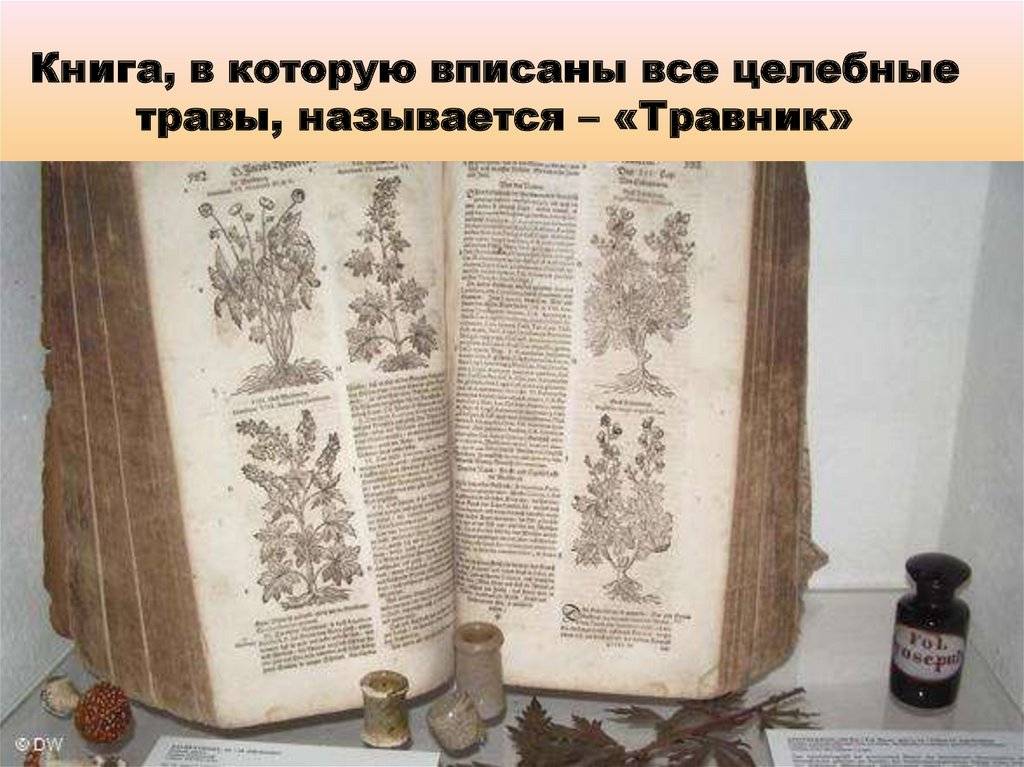 Волшебные и магические травы на руси: свойства, описания, легенды, значение разных трав в русском фольклоре.