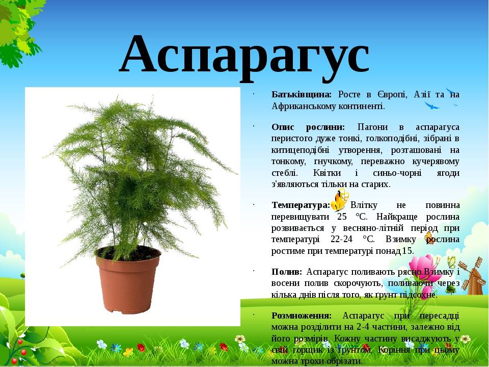 Аспарагус: описание, виды, размножение и выращивание