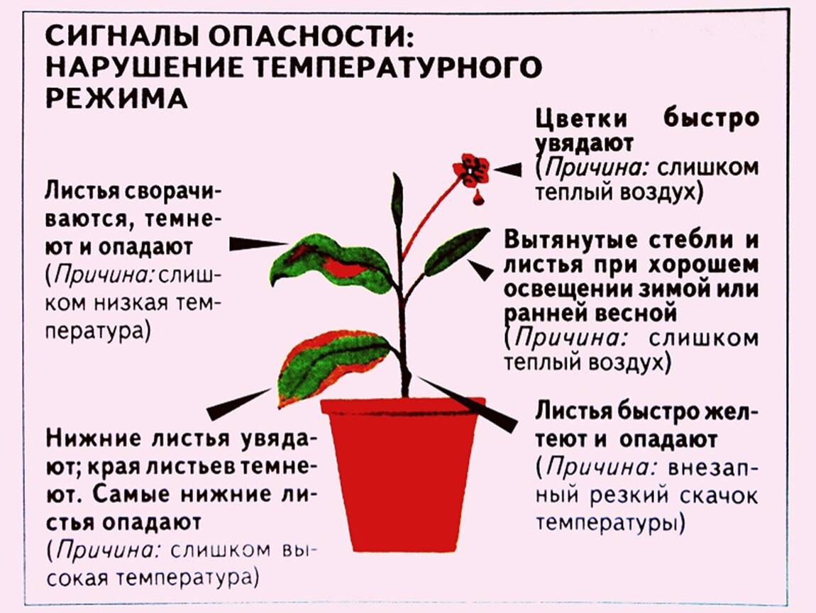 25 проблем комнатных растений, которые можно определить по листьям. описание, фото — ботаничка