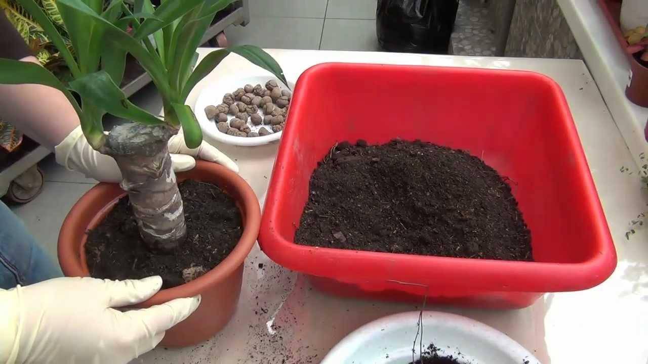 Как правильно пересаживать комнатные цветы в горшках