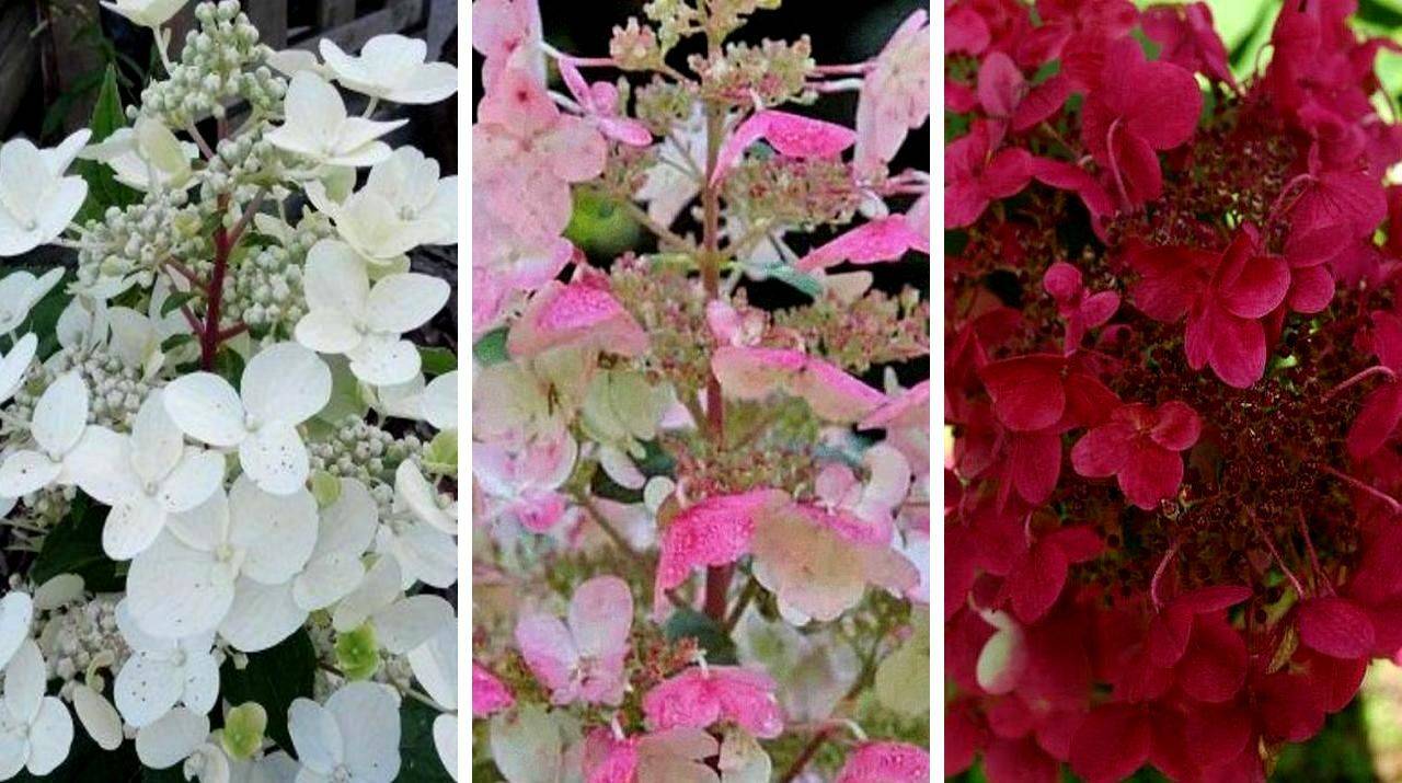 Гортензия вимс ред: описание кустарника, особенности цветения, зимостойкость + правила агротехники и отзывы дачников