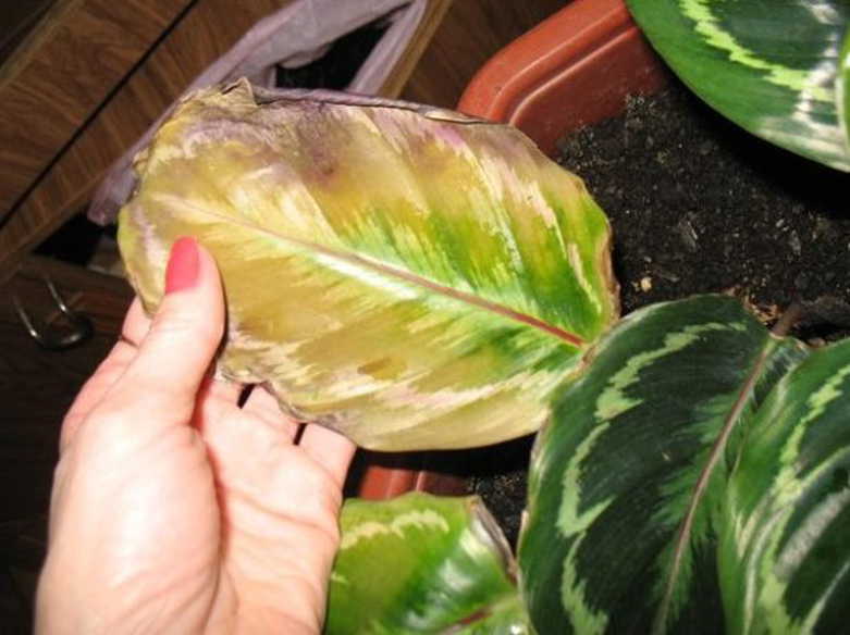 Калатея - сохнут и скручиваются листья, почему сохнет растение, его болезни, видео