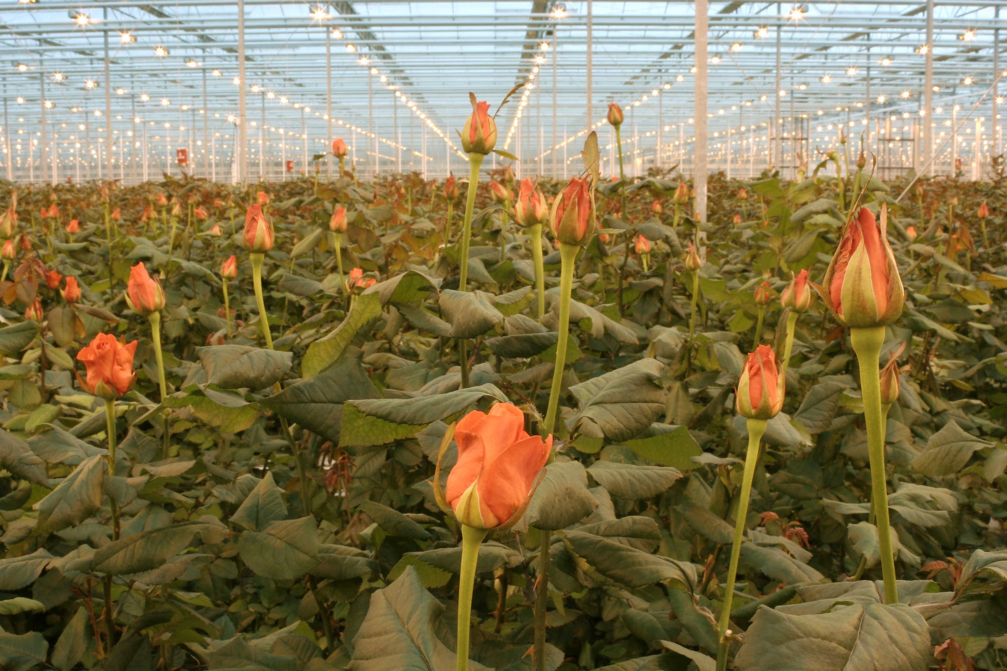 Популярные сорта голландских роз: фото и краткое описание