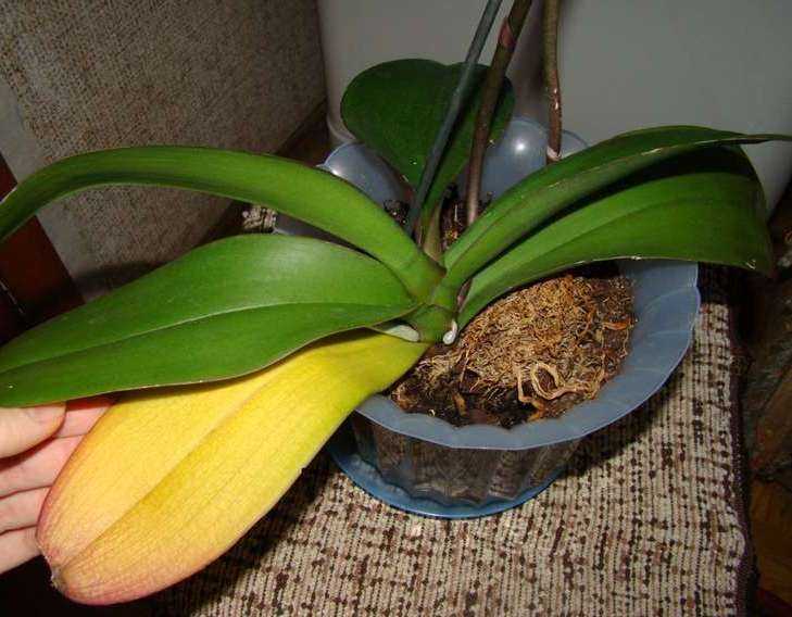 Почему у орхидеи желтеют листья и что делать, чтобы не пожелтел весь цветок, естественные причины пожелтения и как спасти цветущий фаленопсис