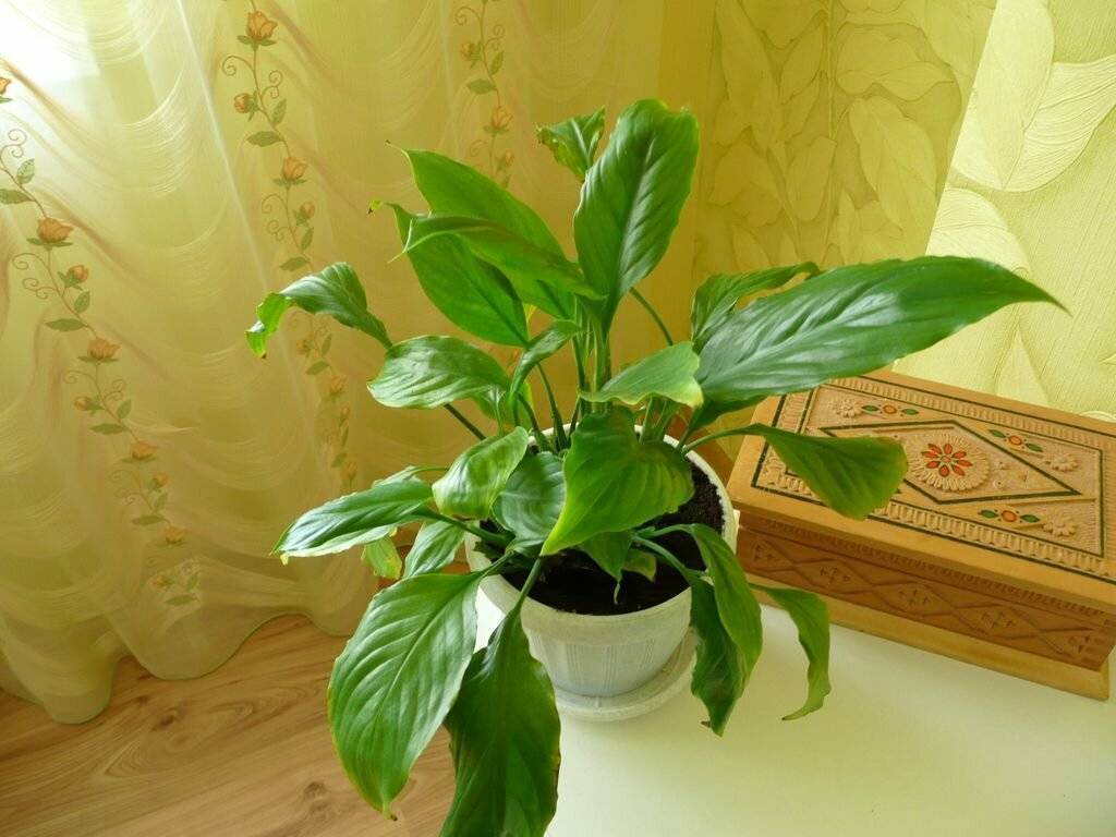 Почему не цветет спатифиллум в домашних условиях? как заставить спатифиллум цвести - sadovnikam.ru