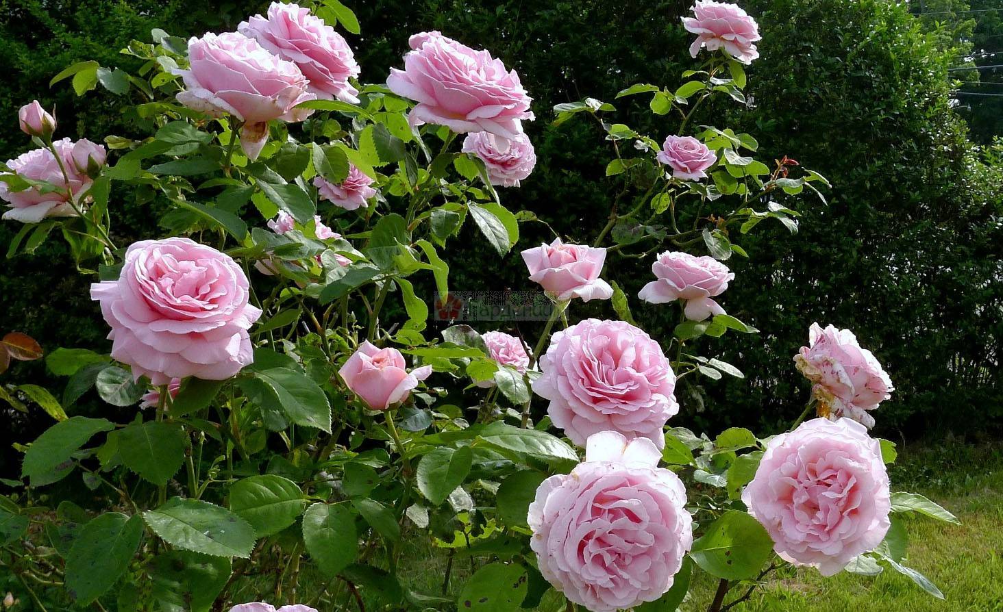 Чайно гибридные розы, как правильно посадить и требуемый уход, защита от вредителей и болезней