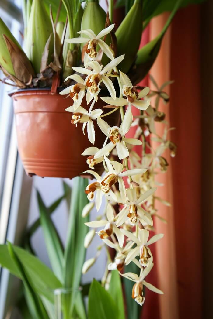 Орхидея целогина: описание, отзывы, посадка и уход в домашних условиях, пересадка