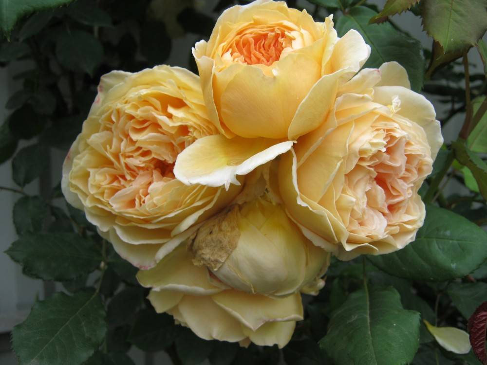 Роза принцесса маргарита: фото, описание, условия содержания