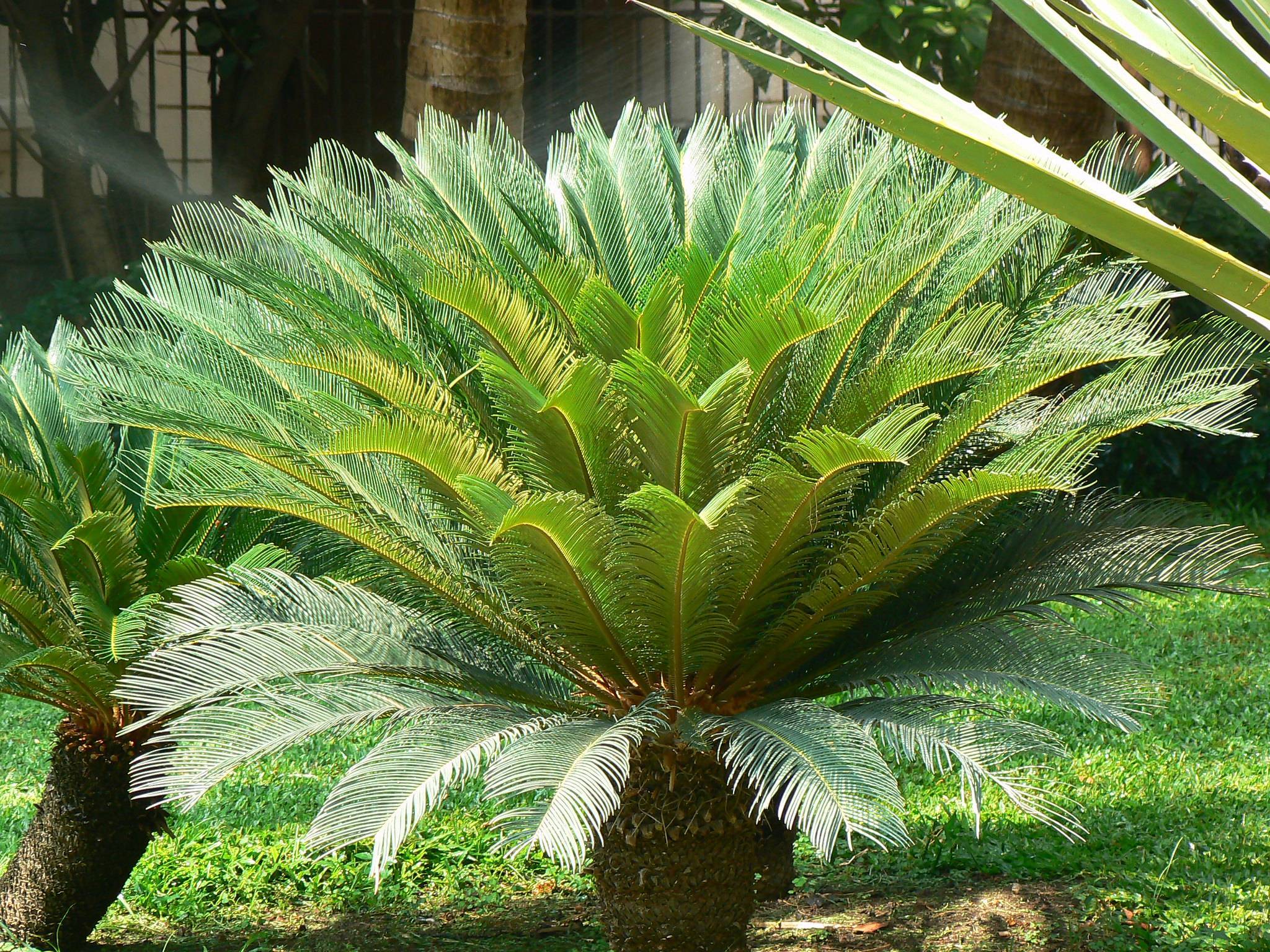 Цикас (саговник) — особенная пальма