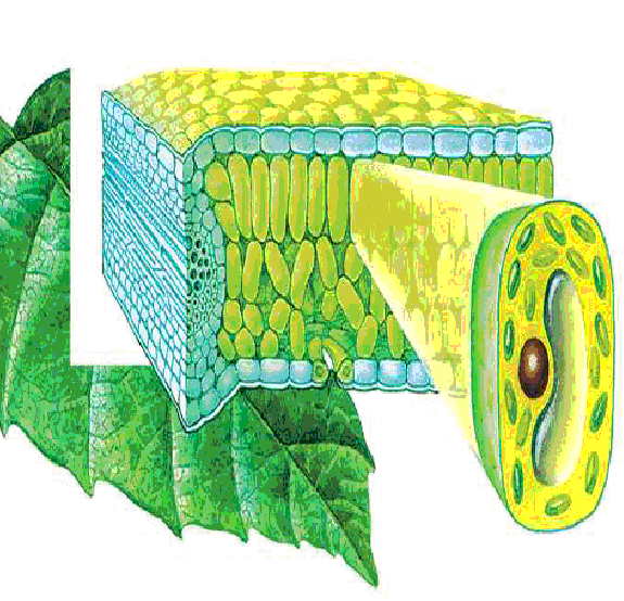 Ткани растений: меристема, паренхима и покровные ткани • биология-в.рф