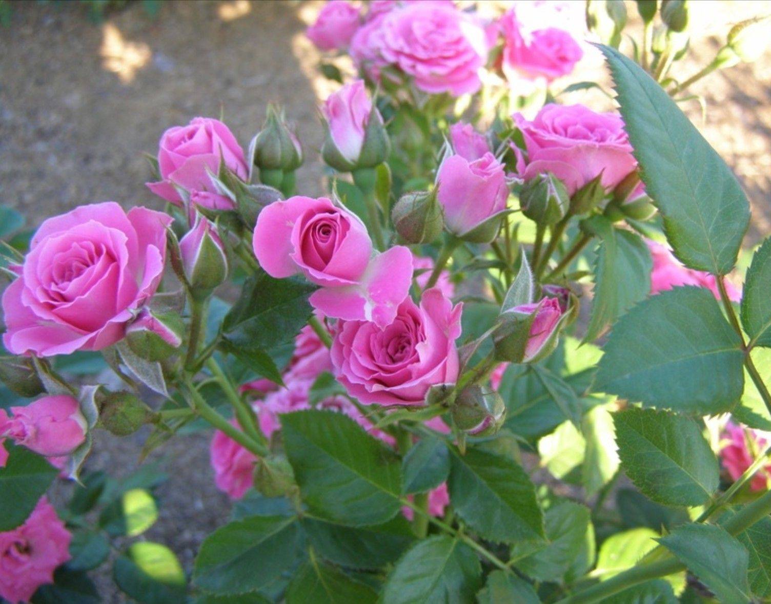 Спрей розы - особенности вида, описания сортов для выращивания в средней полосе