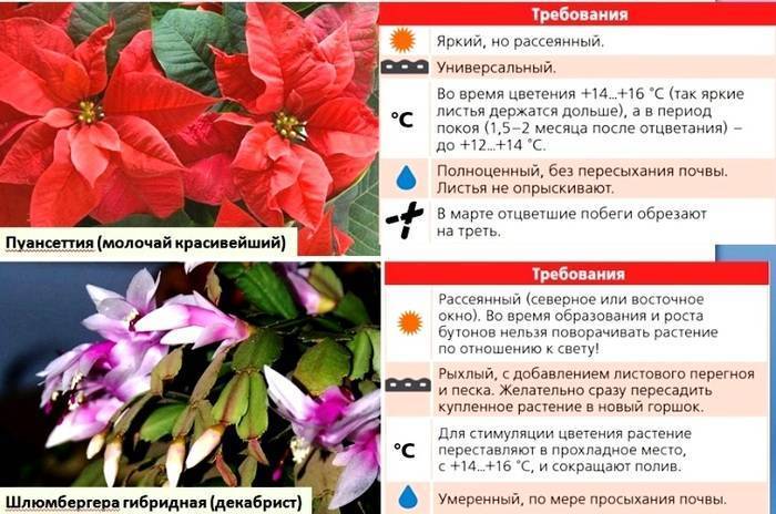 Пуансеттия: уход и выращивание в домашних условиях, виды и размножение | клуб цветоводов