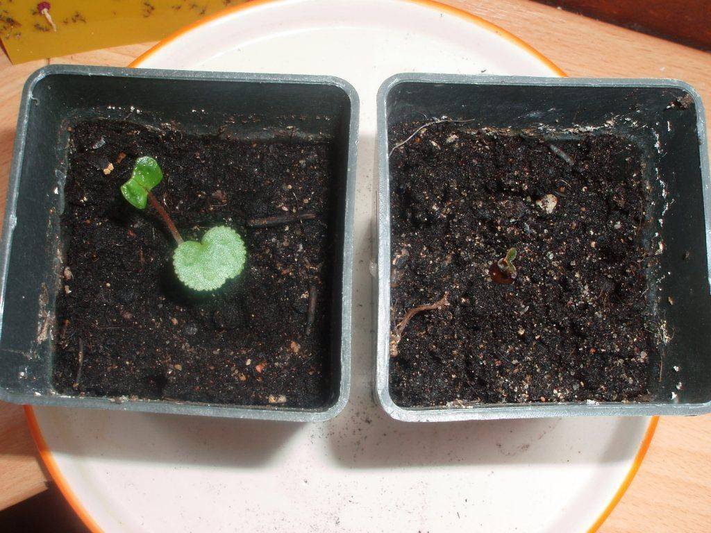Выращивание цикламена из семян в домашних условиях: инструкции и рекомендации