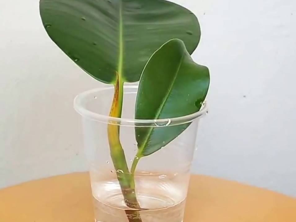 Фикус эластика — классика среди крупных комнатных растений. уход в домашних условиях. фото — ботаничка