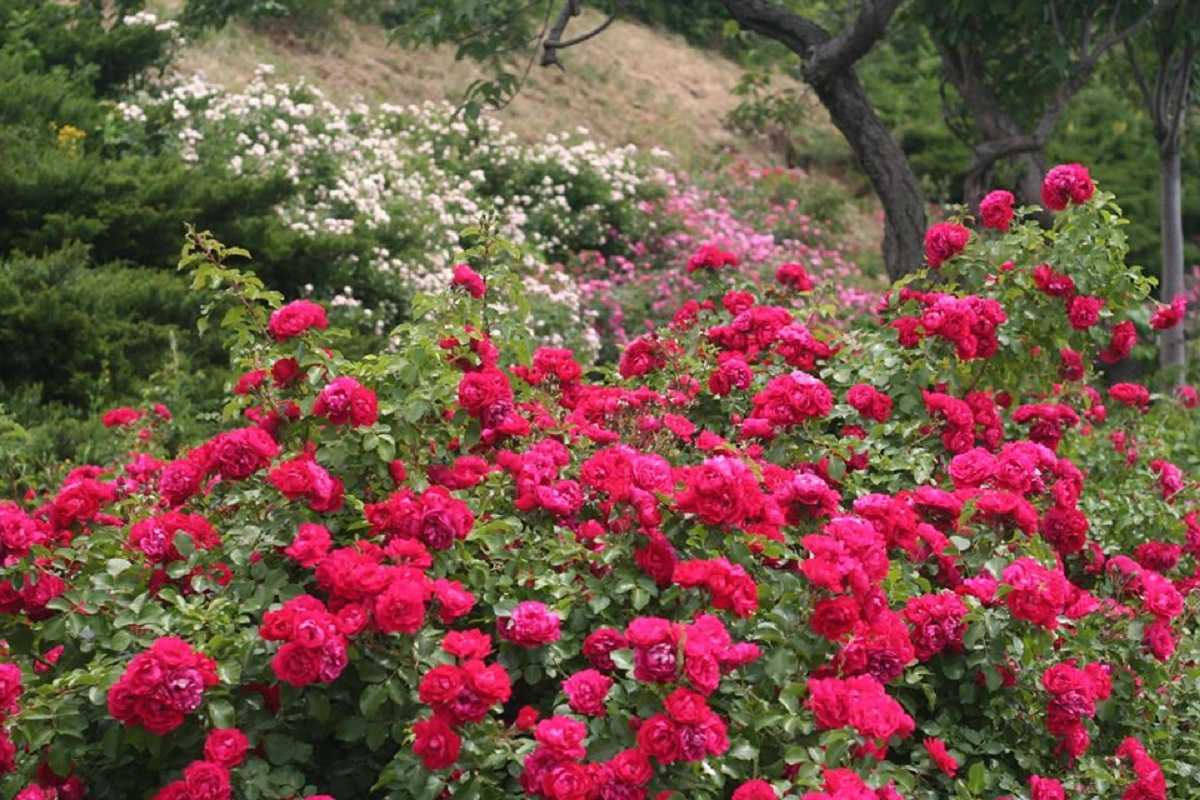 Почвопокровные розы: посадка и особенности выращивания