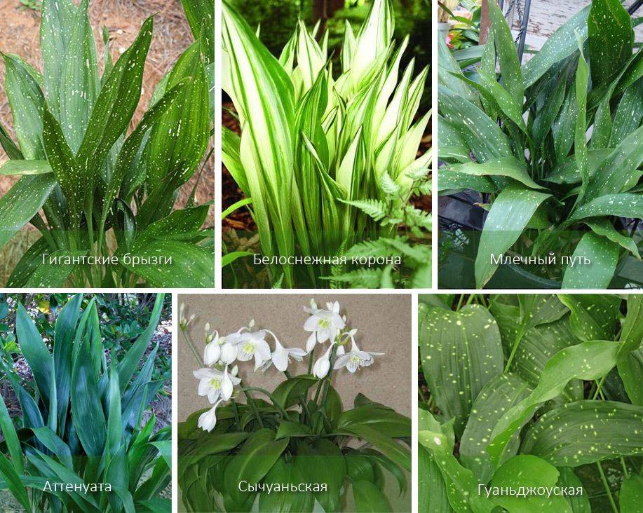 Аспидистра, или дружная семейка - комнатное растение, популярное у флористов