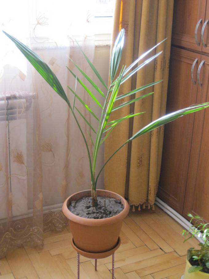 Финиковая пальма – выращивание в домашних условиях. полив, освещение, подкормки
