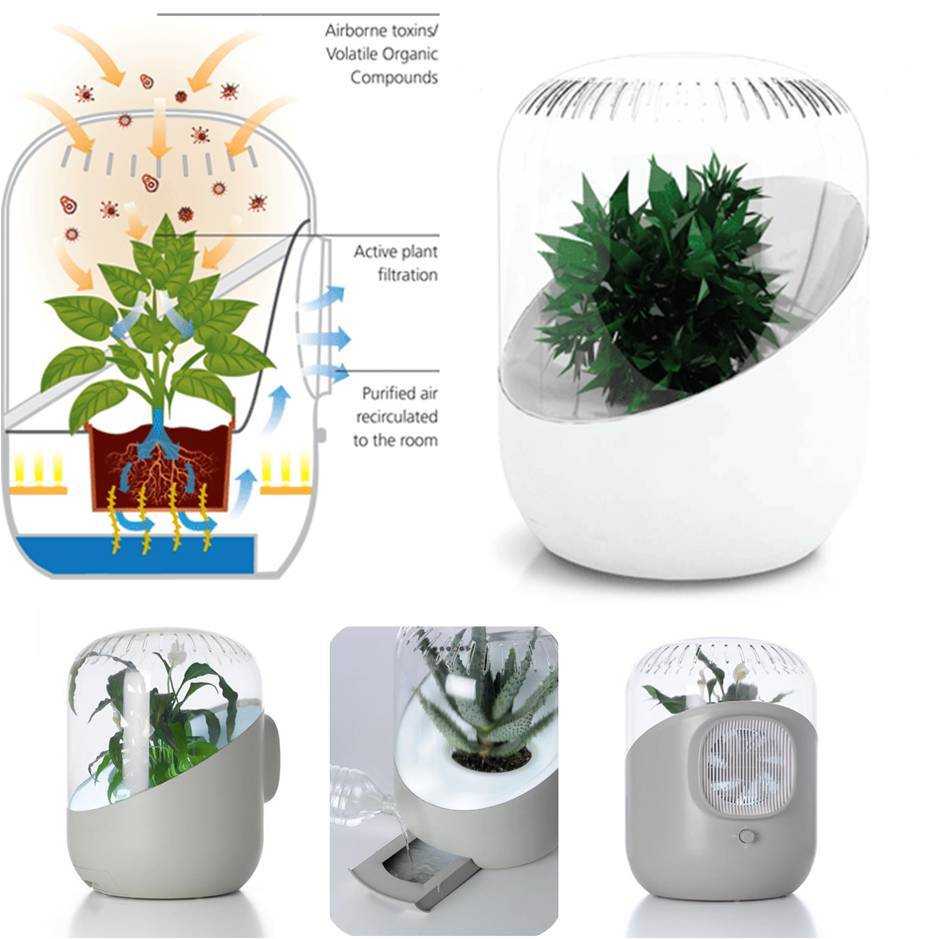 10 комнатных растений очищающих воздух в квартире