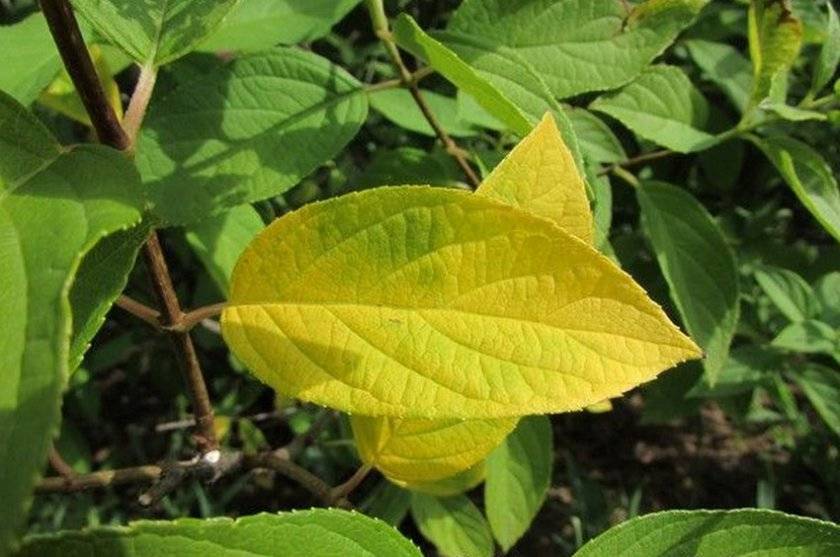 ✅ почему у гортензии сохнут, вянут и осыпаются листья, как спасти растение от гибели, можно ли реанимировать - tehnoyug.com