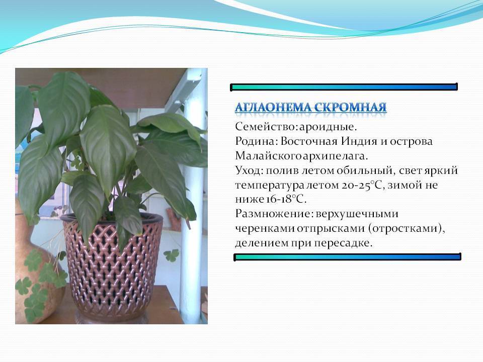 Ароидные комнатные растения - фото и названия, уход в домашних условиях, видео - lineyka