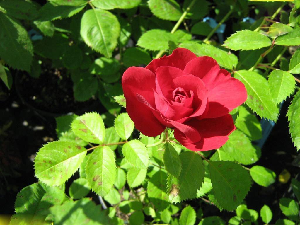 Роза плетистая фламентанц: посадка и уход