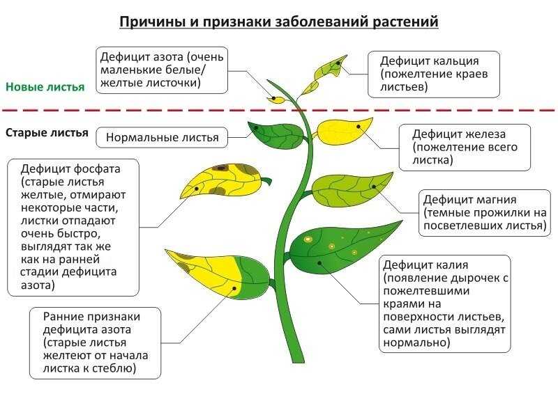Почему у орхидеи желтеют листья: причины и как спасти растение