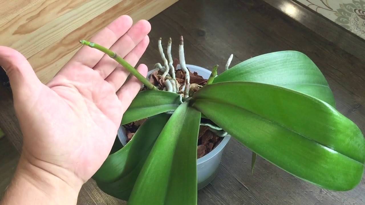 Орхидея отцвела: что делать со стрелкой?