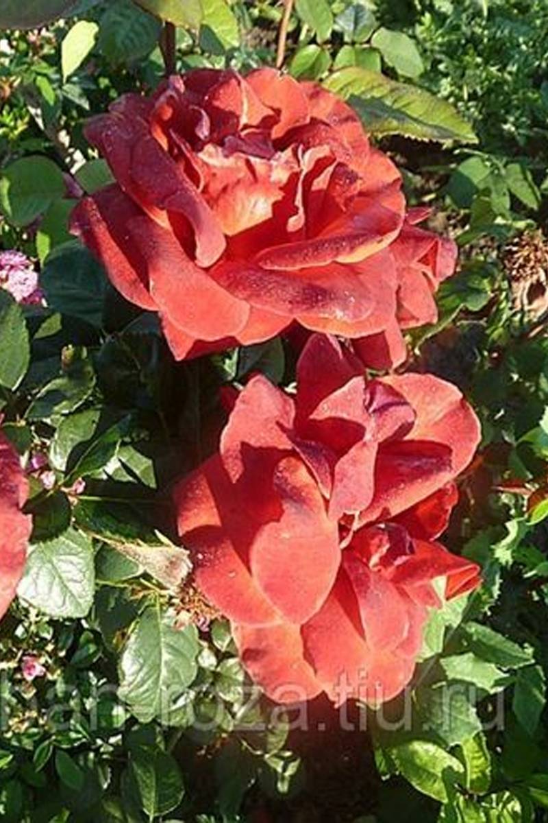 Роза терракота (terracotta): фото, отзывы, описание, характеристики