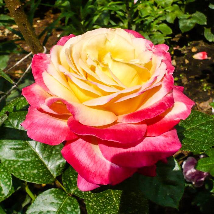 Роза пульман ориент экспресс описание сорта, фото, отзывы, как выращивать и ухаживать