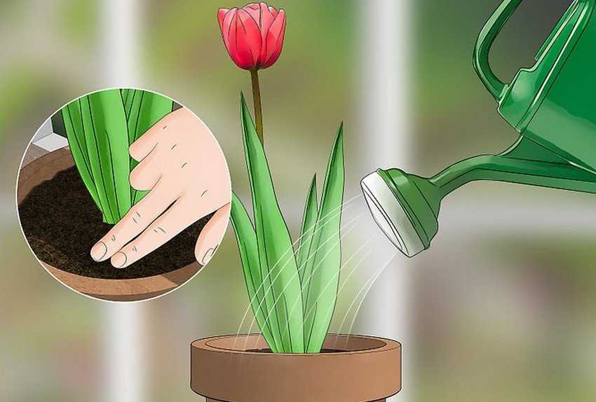 Тюльпаны какая почва