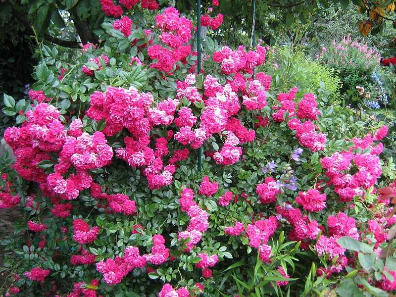 Почвопокровные розы: фото, сорта, описание и посадка