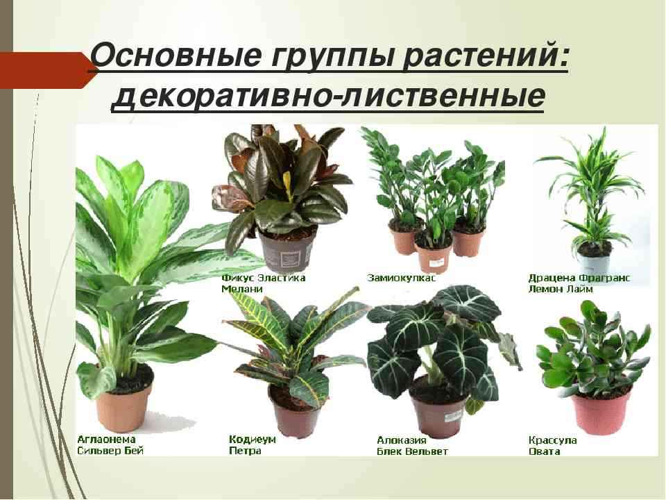 Декоративно-лиственные комнатные растения / асиенда.ру