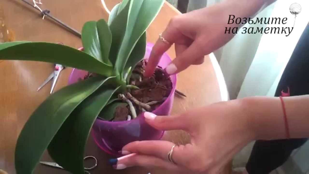 Что делать со стрелкой, когда орхидея отцвела?