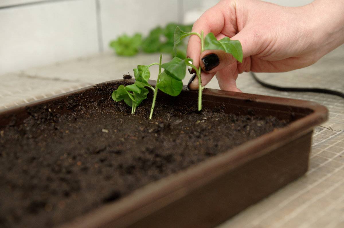 Комнатная петунья — уход и выращивание в домашних условиях