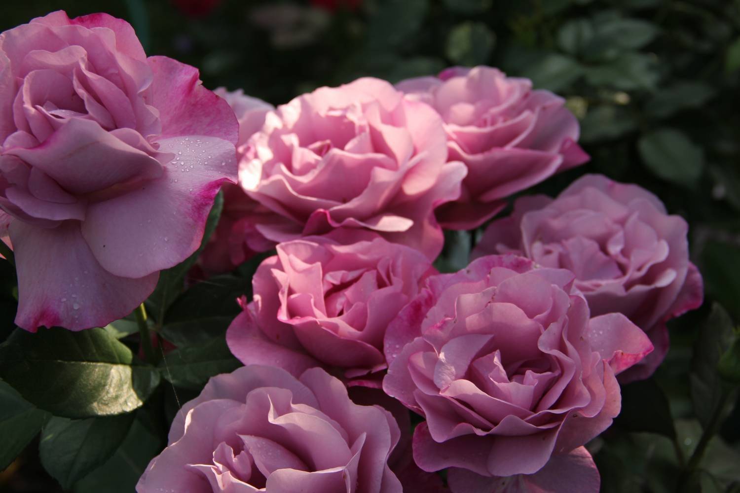 ✅ о розе moody blues: описание и характеристики сорта чайно гибридной розы