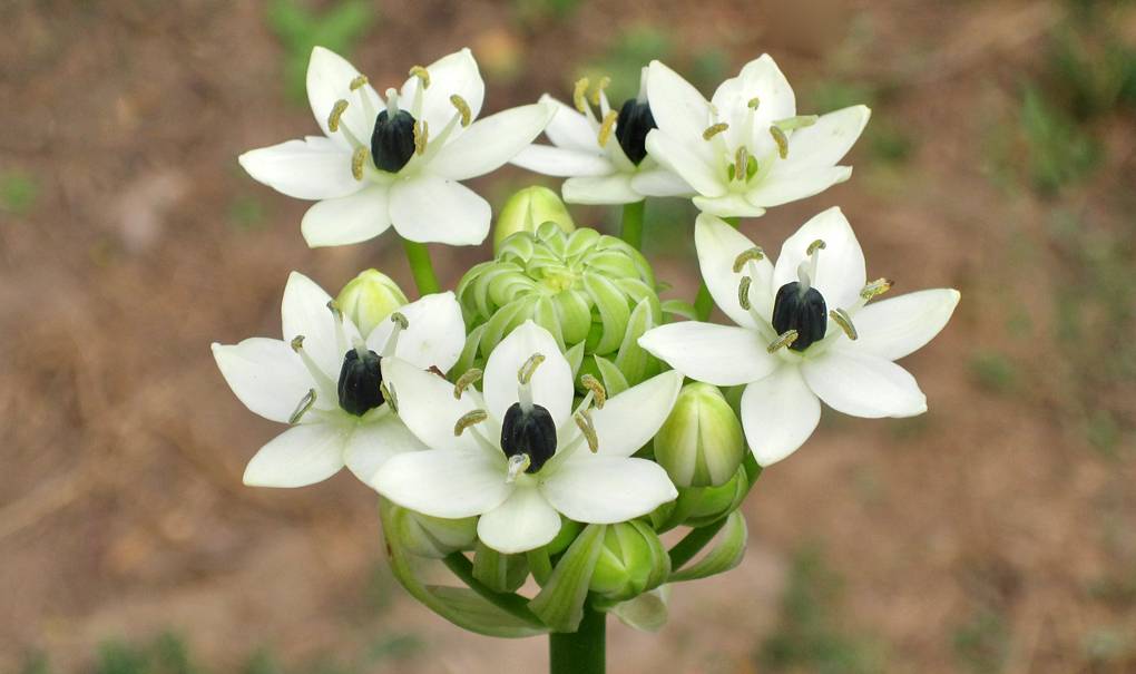 Орнитогалум цветок. описание, особенности, виды и уход за орнитогалумом