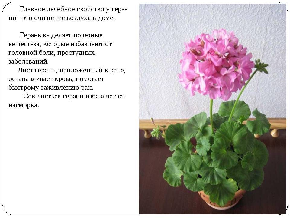 Польза и вред герани для здоровья человека: описание, состав и свойства комнатного растения + применение пеларгонии
