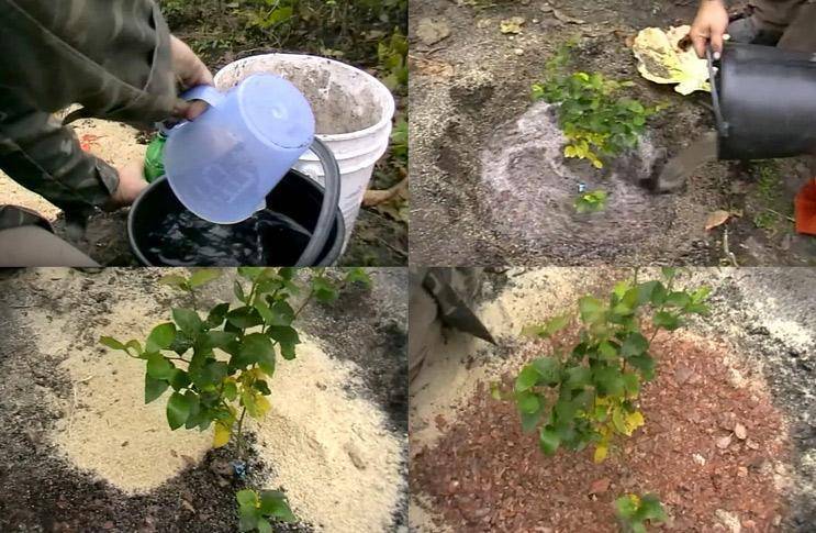 Как посадить чубушник (садовый жасмин) в открытый грунт весной: правила выращивания и ухода