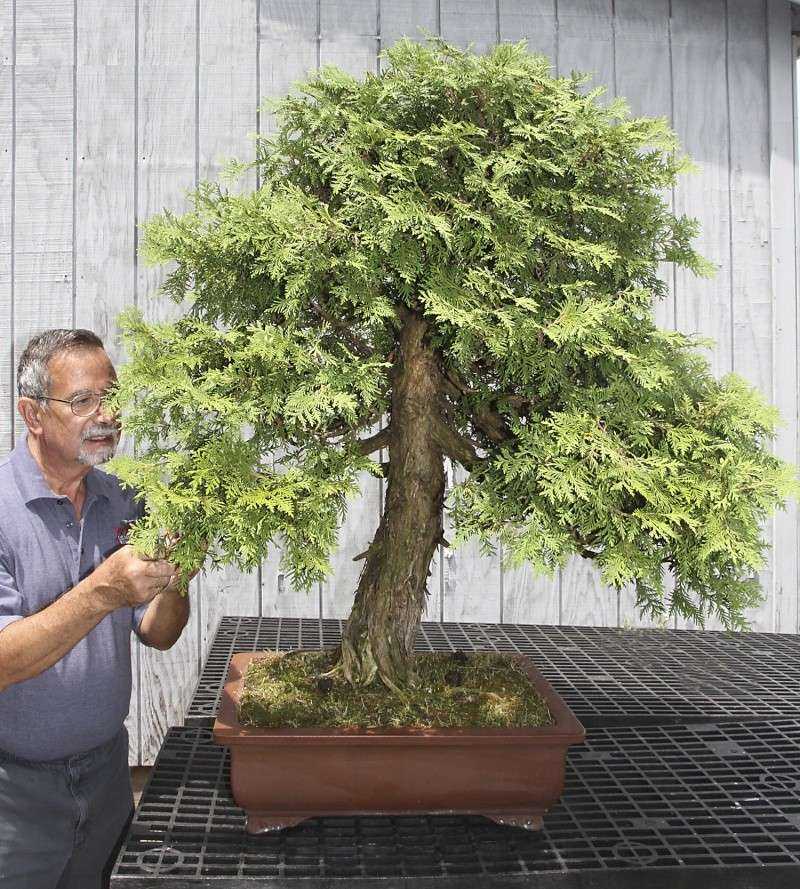 Традиционные стили бонсай: 13 вариантов вырастить мини-дерево в домашних условиях