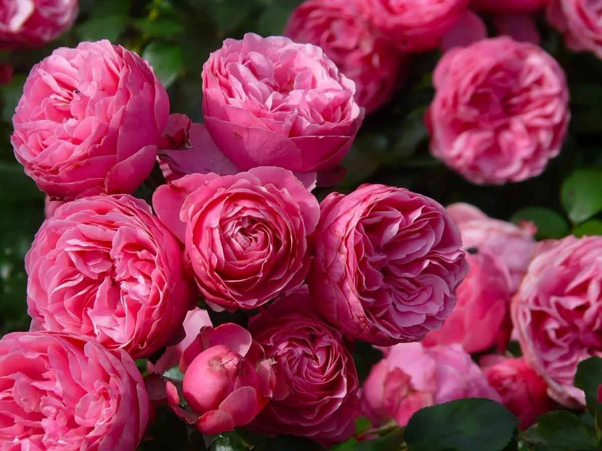 Техника выращивания розы помпонелла. особенности растения, отзывы цветоводов