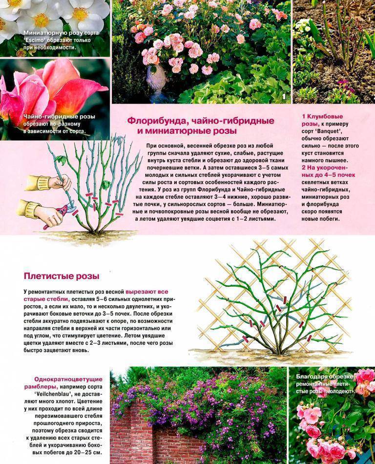Роза блаш: описание и характеристики сорта, правила выращивания, размножение
