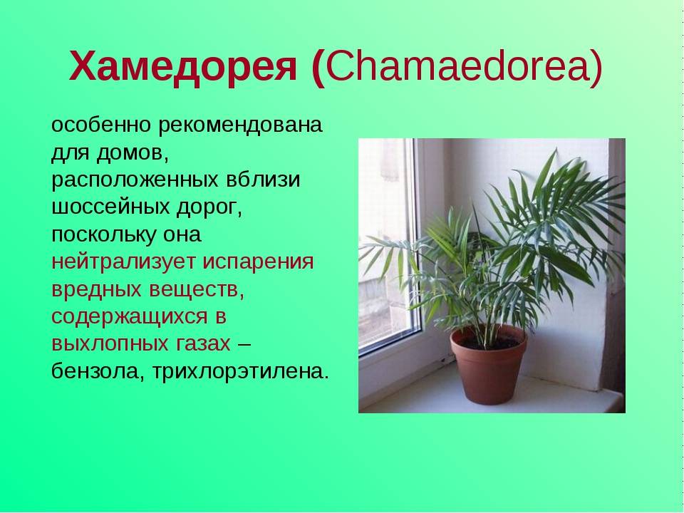 Популярные виды комнатных пальм с фото. особенности выбора и ухода - комнатные и садовые растения, уход за ними sad-doma.net