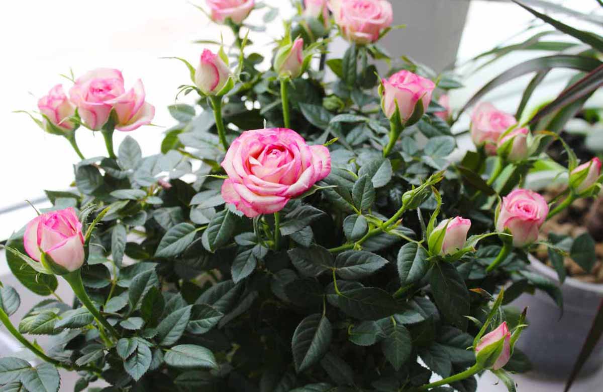 Как выращивать розу кордана дома и в открытом грунте? видео — ботаничка