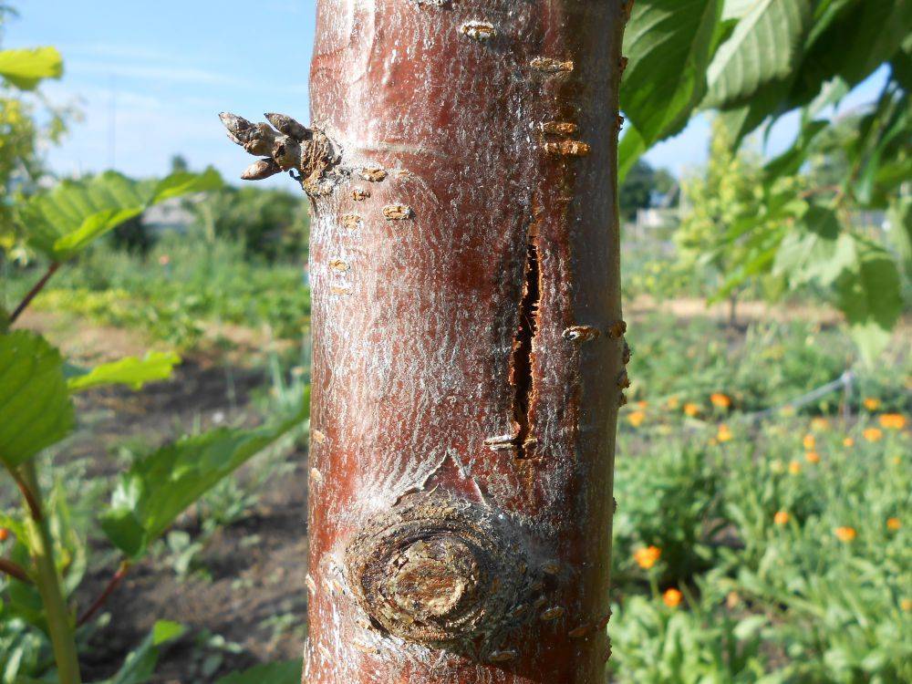 Болезни плодовых деревьев: фото, название и лечение косточковых, чем обработать осенью от болезней | qlumba.com